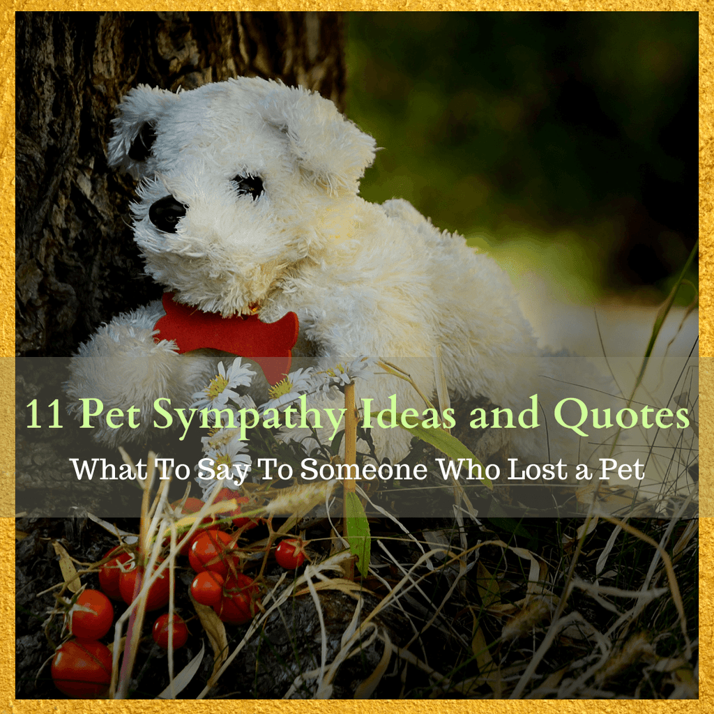 What To Say To Someone Who Lost a Pet - 11 Pet Sympathy Ideas and Quotes